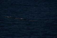 Balaenoptera physalus