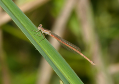 Agriocnemis argentea