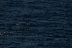 Balaenoptera physalus