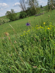 Phyteuma orbiculare orbiculare