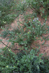Carrichtera annua