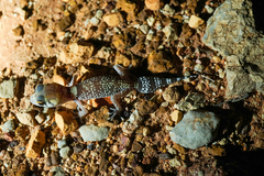 Underwoodisaurus milii