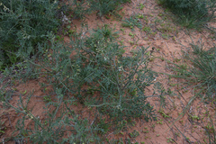 Carrichtera annua