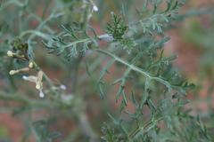 Carrichtera annua