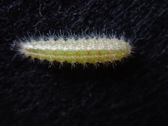 Emmelina monodactyla