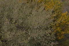 Acacia rhodophloia