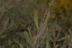 Acacia rhodophloia