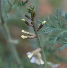 Carrichtera annua
