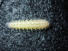 Emmelina monodactyla