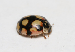 Adalia decempunctata