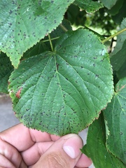 Tilia cordata