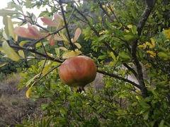 Punica granatum