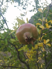 Punica granatum