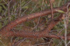 Acacia rhodophloia