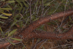 Acacia rhodophloia