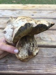 Caloboletus radicans