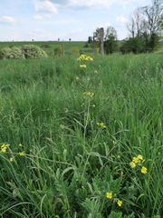 Bunias erucago