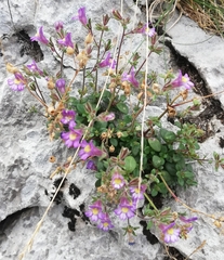 Chaenorhinum origanifolium