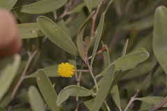 Acacia rhodophloia