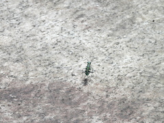 Cosmodela batesi
