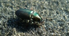 Harpalus distinguendus