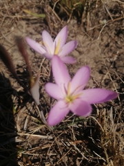 Zephyranthes fosteri
