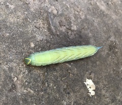 Smerinthus ocellata