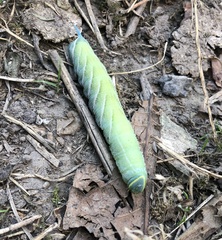 Smerinthus ocellata