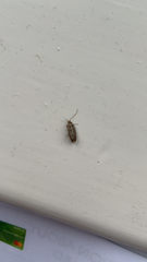 Hofmannophila pseudospretella
