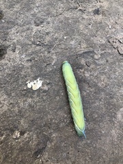 Smerinthus ocellata
