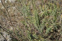 Cephalaria uralensis