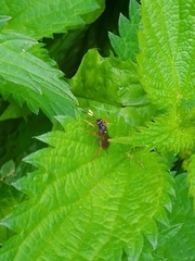 Ichneumon xanthorius