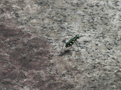 Cosmodela batesi