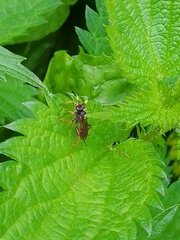 Ichneumon xanthorius