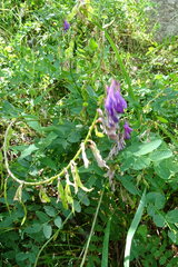 Hedysarum caucasicum