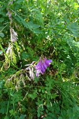 Hedysarum caucasicum