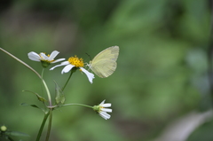 Eurema