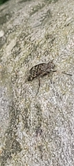 Rhagio punctipennis