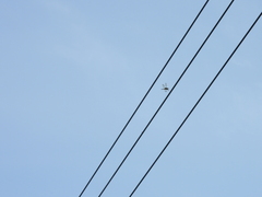 Pseudothemis zonata