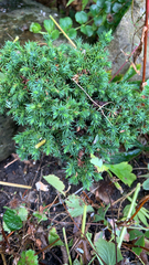 Juniperus communis