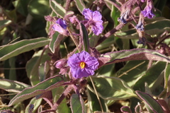Solanum