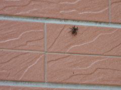Salticinae