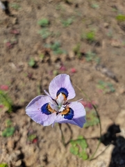 Moraea villosa