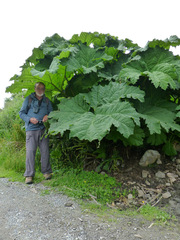 Gunnera manicata