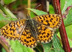 Boloria dia