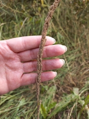 Beckmannia eruciformis