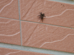 Salticinae