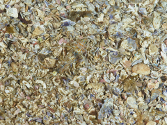 Fusigobius inframaculatus