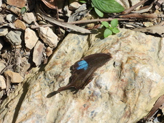 Papilionoidea