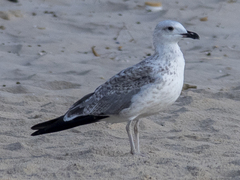 Larus armenicus